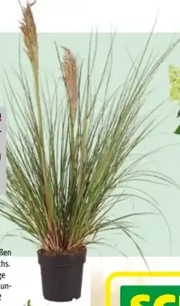 Hagebau Pampasgras Cortaderia Selloana Pumila Angebot