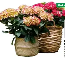 Hagebau Bauernhortensien Hydrangea Macrophylla Angebot