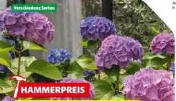 Hagebau Freiland-Hortensie Angebot