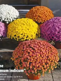 Hagebau Chrysanthemen Chrysanthemum indicum Angebot