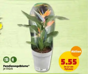 PENNY Paradiesvogelblume Angebot