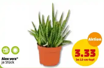 PENNY Aloe vera Angebot
