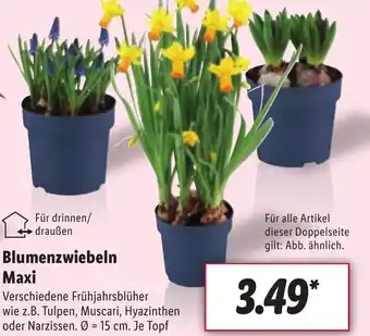 Lidl Blumenzwiebeln Maxi Angebot