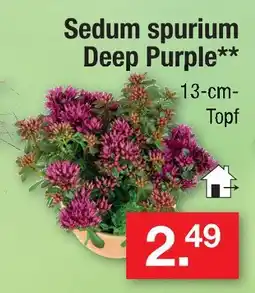 Zimmermann Sedum spurium deep purple Angebot