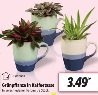 Lidl Grünpflanze in Kaffeetasse Angebot