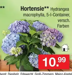 Zimmermann Hortensie Angebot