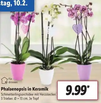 Lidl Phalaenopsis in Keramik Angebot