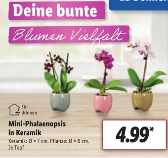 Lidl Mini Phalaenopsis in Keramik Angebot