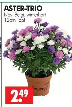 Wreesmann Aster-trio Angebot