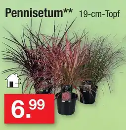 Zimmermann Pennisetum Angebot