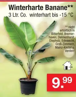 Zimmermann Winterharte banane Angebot