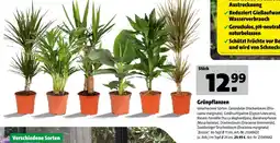 Hagebau Grünpflanzen im topf ø 17cm Angebot