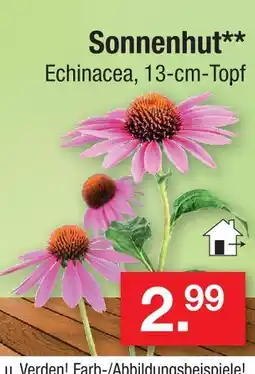 Zimmermann Sonnenhut Angebot