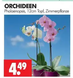 Wreesmann Orchideen Angebot