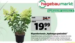 Hagebau Rispenshortensie hydrangea paniculata „limelight“ oder „vanille-fraise“ Angebot