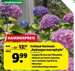 Hagebau Freiland-hortensie „hydrangeamacrophylla“ Angebot