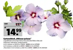 Hagebau Garteneibisch hibiscus syriacus im 3,4-container Angebot