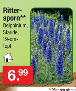 Zimmermann Rittersporn Angebot