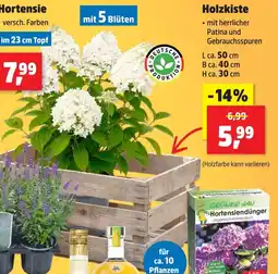 Thomas Philipps Hortensie Angebot