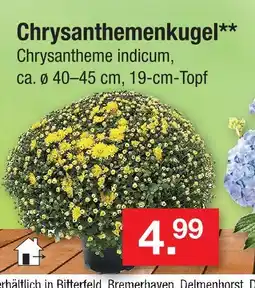 Zimmermann Chrysanthemenkugel Angebot