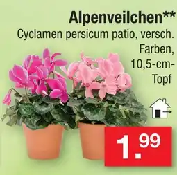 Zimmermann Alpenveilchen Angebot