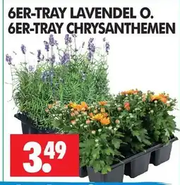 Wreesmann Lavendel o Angebot