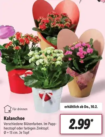 Lidl Kalanchoe Angebot