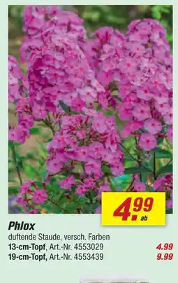 toom Baumarkt Phlox 13-cm-topf Angebot