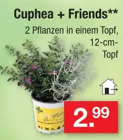 Zimmermann Cuphea + friends Angebot