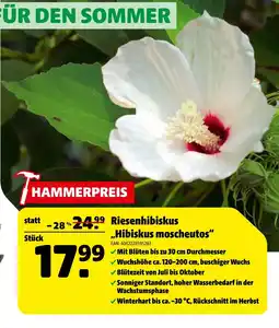 Hagebau Riesenhibiskus Angebot