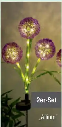 toom Baumarkt Solar-blumen allium Angebot