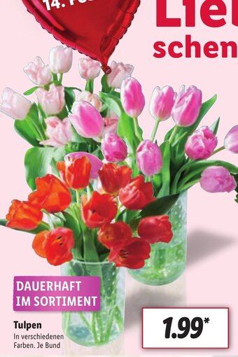 Lidl Tulpen Angebot
