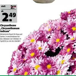Hagebau Chrysantheme „chrysanthemum indicum“ Angebot