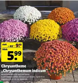 Hagebau Chrysantheme Angebot