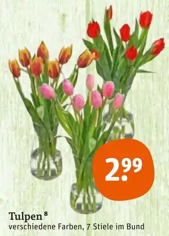 tegut Tulpen Angebot