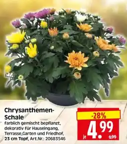 Herkules Baumarkt Chrysanthemen-Schale Angebot