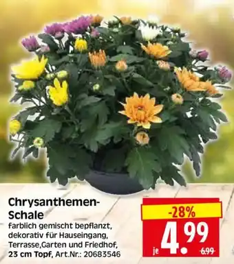 Herkules Baumarkt Chrysanthemen-Schale Angebot