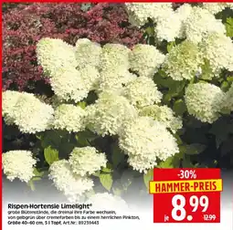 Herkules Baumarkt Rispen-Hortensie Limelight Angebot