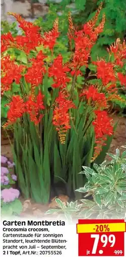 Herkules Baumarkt Garten Montbretia Angebot
