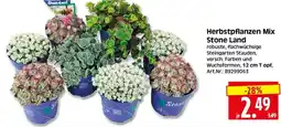 Herkules Baumarkt Herbstpflanzen Mix Stone Land Angebot