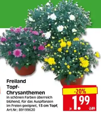 Herkules Baumarkt Freiland Topf-Chrysanthemen Angebot