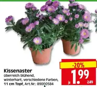 Herkules Baumarkt Kissenaster Angebot