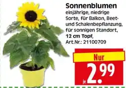 Herkules Baumarkt Sonnenblumen Angebot