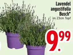 Edeka Lavendel angustifolia Busch Angebot