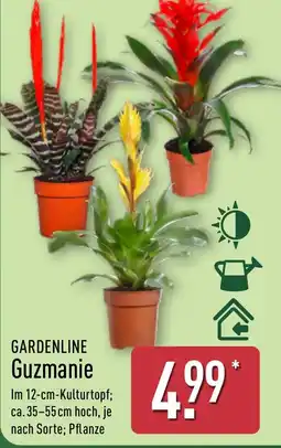 Aldi Nord GARDENLINE Guzmanie Angebot
