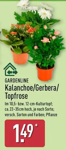 Aldi Nord GARDENLINE Kalanchoe/Gerbera/Topfrose Angebot