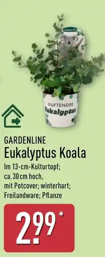 Aldi Nord GARDENLINE Eukalyptus Koala Angebot