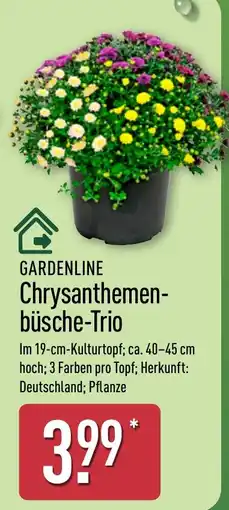 Aldi Nord GARDENLINE Chrysanthemen-büsche-Trio Angebot