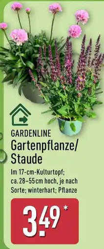 Aldi Nord GARDENLINE Gartenpflanze/Staude Angebot