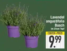 E-Center Lavendel angustifolia Busch Angebot